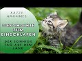 Geschichte zum Einschlafen 😴 🐈 Katze Grummel und der sonnige Tag auf dem Land🏞️[2021]