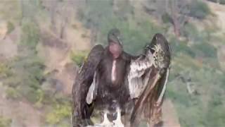 California Condor 888 (Gymnogyps californianus) 888 aka Cedric at High Peaks