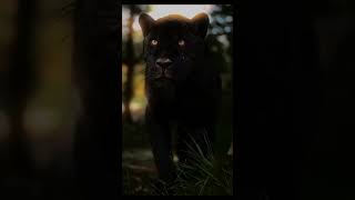 Hunter350 🤘 baghera 🐯 #shortsvideo #automobile #hunter350sound