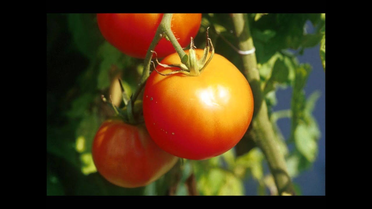 Fruits & Vegetable Slide Show YouTube