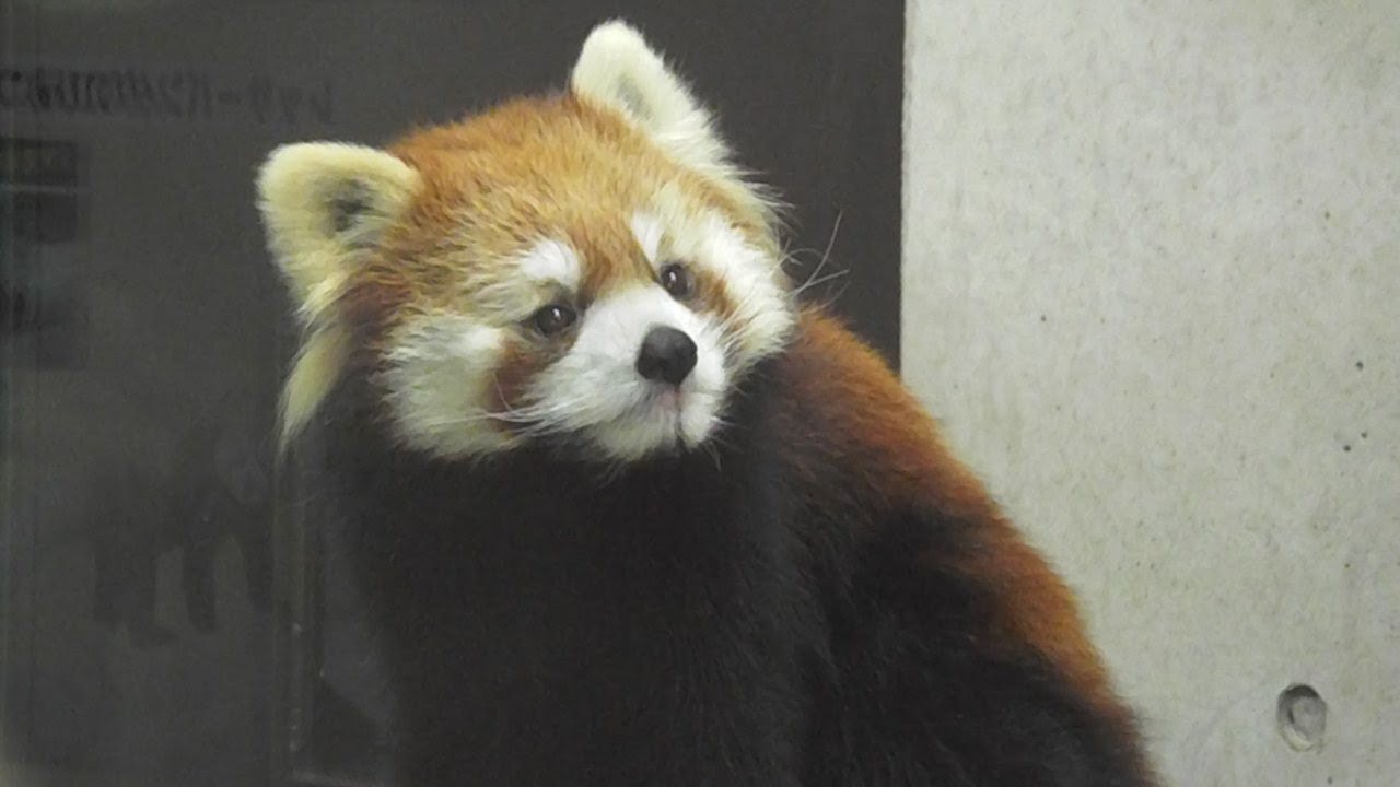 レッサーパンダ　ナツ　Red panda Natsu