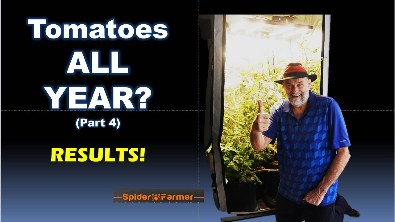 Конкурс выращивания помидоров в помещении: еженедельный эксперимент по сбору урожая, часть 4: рез...