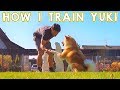 Akita inu  how i train my japanese akita  dog training  