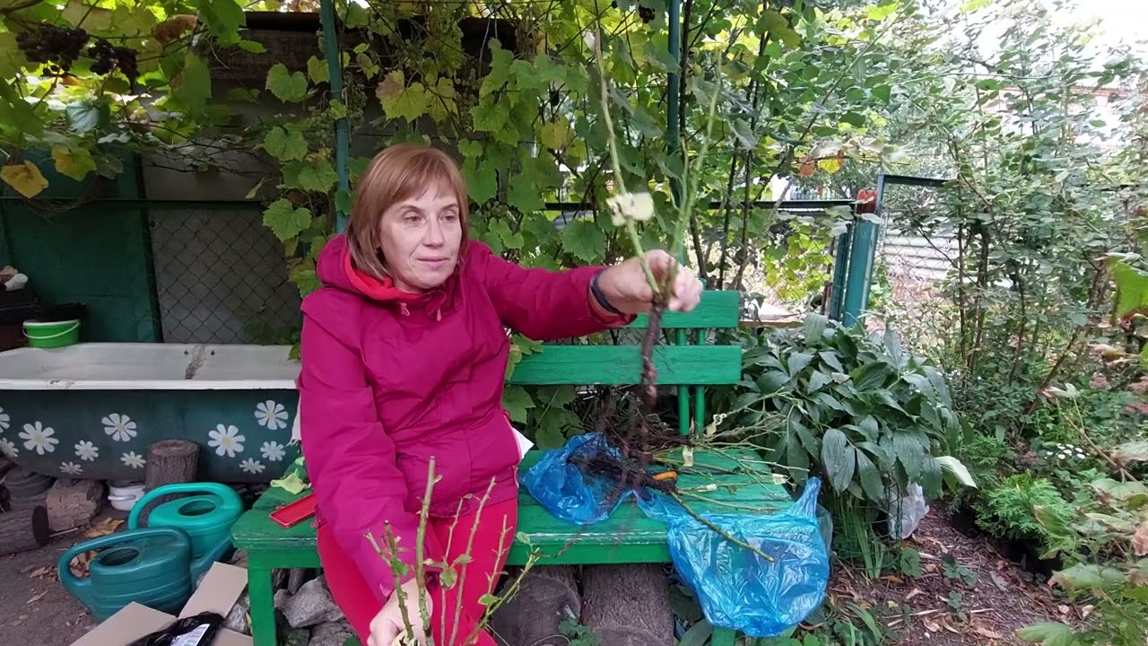 Нові саджанці троянд. Нова розпаковка. Гарні враження