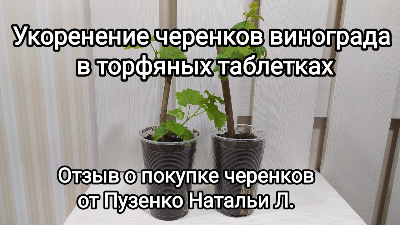 Черенки винограда в торфяных таблетках. Укоренитель для черенков винограда своими руками.