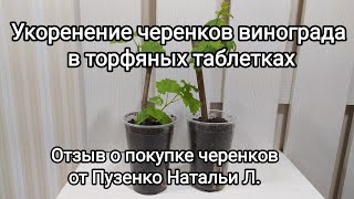 Укоренение черенков винограда в торфяных таблетках, отзыв о покупке черенков у Пузенко Натальи Л.