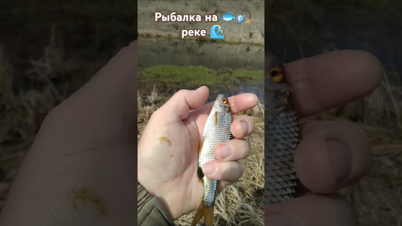 РЫБАЛКА на ПОПЛАВОЧНУЮ удочку 🌊 природа 🐟 отдых 🏞️ лес 🌲 река 🌊🌊🌊