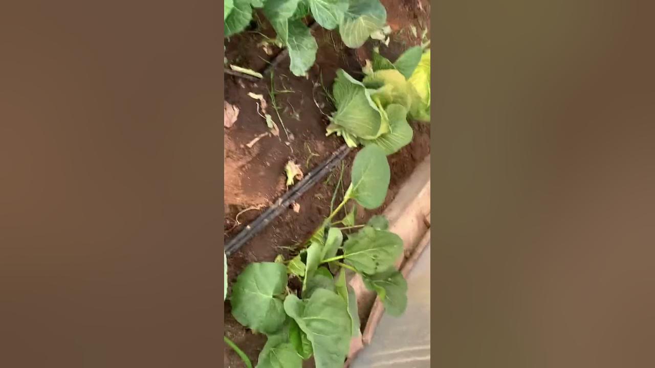 Хелатин бор для помідор перцю баклажан і огірків - YouTube