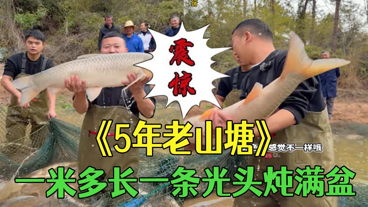 花 18000包五年老山塘，壹米多長壹條，光頭炖滿盆三天吃不完#小飛哥#戶外#農村生活#新農人計劃2026#鄉村守護人