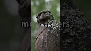 The Hidden Language of Crows | Are They Watching Us? #Shorts