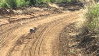 dik dik 'fight'