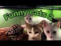 Funny cats 2