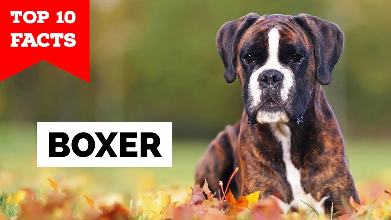 Boxer Dog - Top 10 Facts 