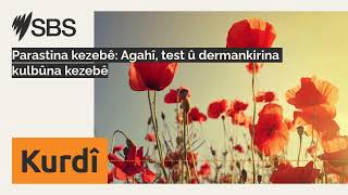 Parastina kezebê: Agahî, test û dermankirina kulbûna kezebê | SBS Kurdish - SBS Kurdî