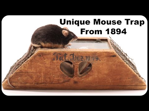 Mice vs. Rare Antique Mouse Trap. Catching Mice In The Barn. Mousetrap  Monday 