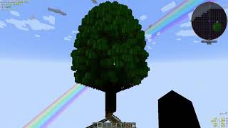 Sacred Rubber Tree Sapling