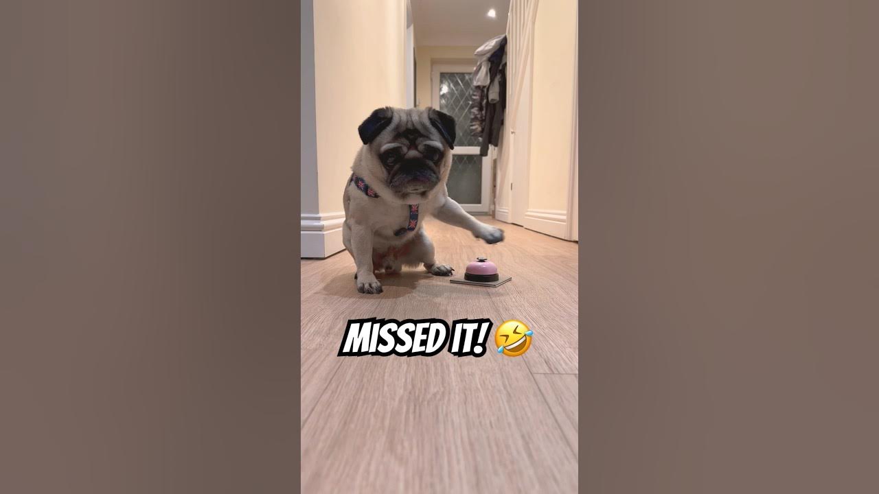 Funny Animals Dogs GIF - FunnyAnimals Dogs RelaxingPug - Discover