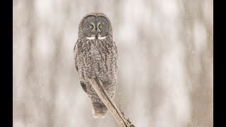 Los Ojos Del Bosque Cárabo Lapón Cárabo Americano