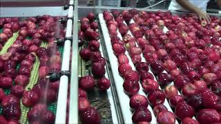 Ellips grading at Apple King