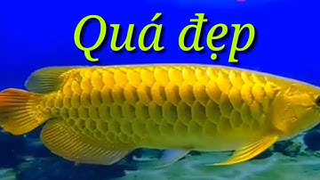 CÁ CẢNH ĐẸP NHẤT / CÁCH NUÔI CÁ RỒNG / HỒ CÁ PHONG THỦY