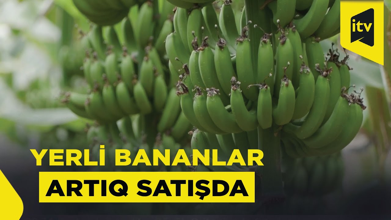 Ölkəmizdə ildə 50 000 ton banan yeyilir
