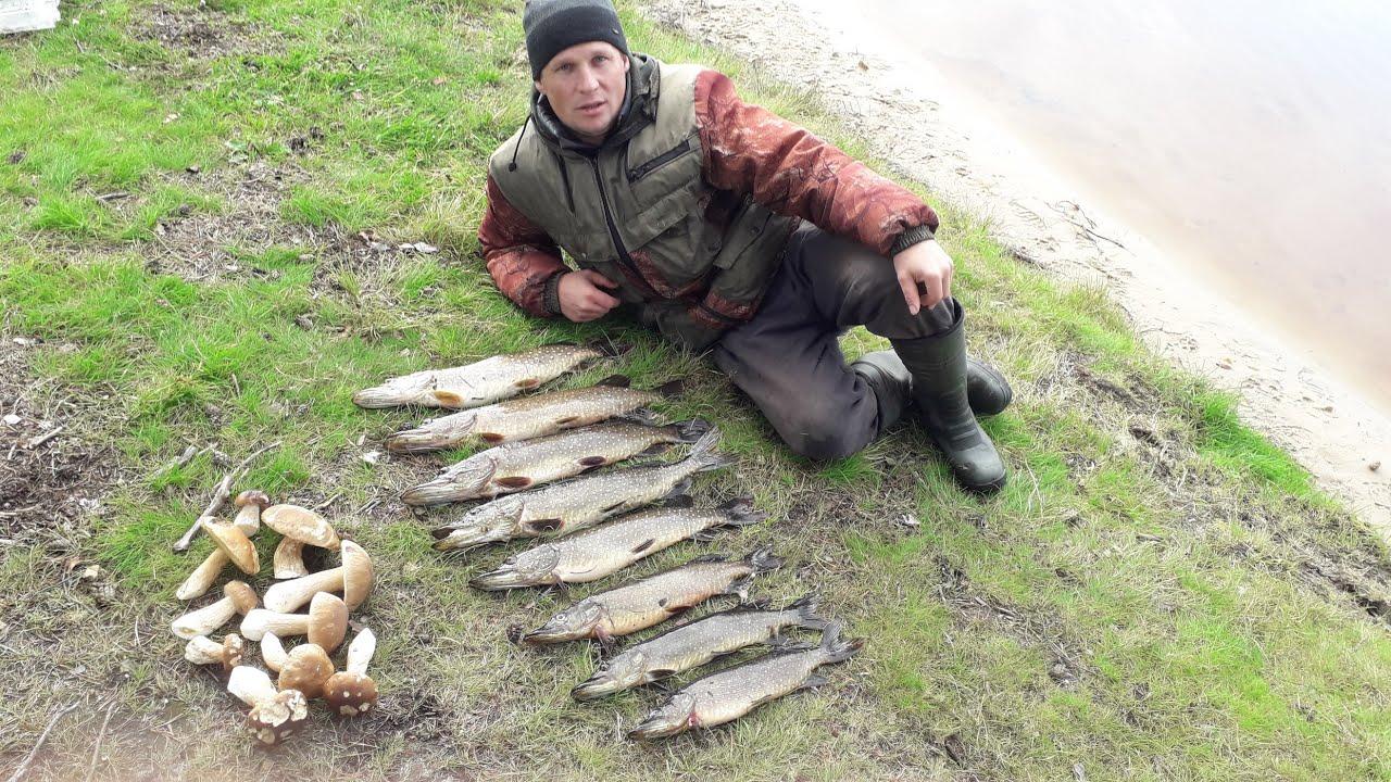 Бешеный клев Щуки на живца! Видели такое? Озеро Поныхарь!