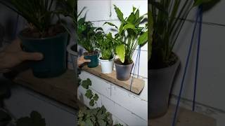 How to Build the Hanging Plant Shelf #diy #home #ideas #tips