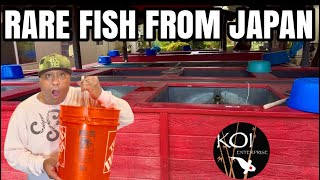 Rare Goldfish Fish from Japan Ready for Pick Up!