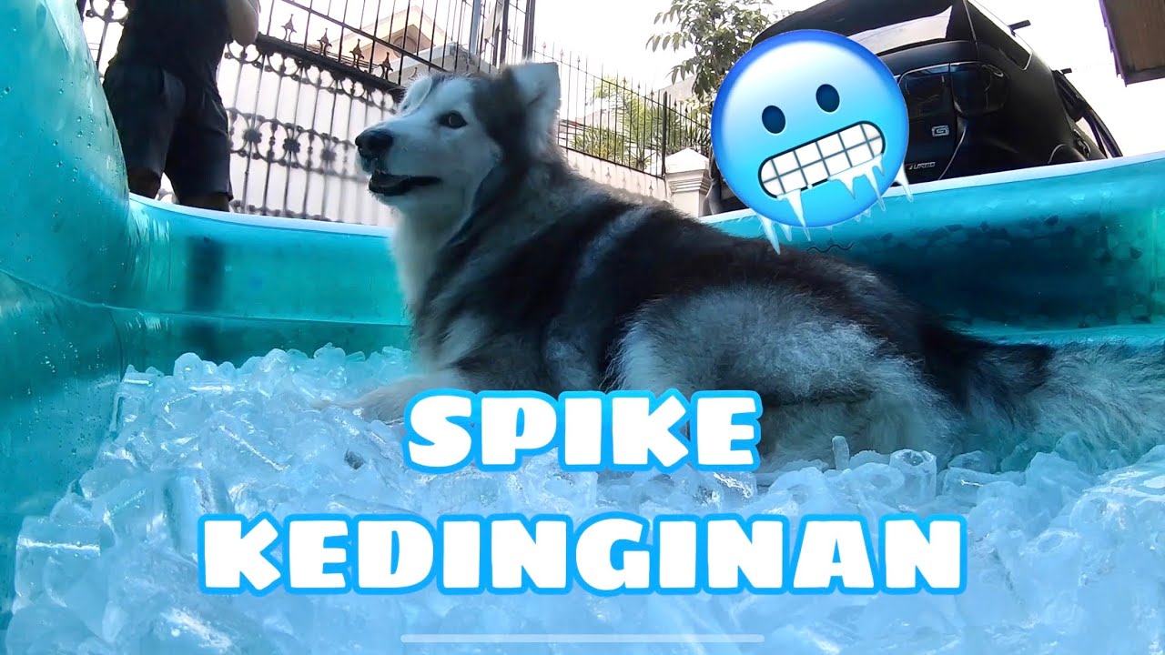 SPIKE KEDINGINAN ( MALAMUTE ICE BATH )
