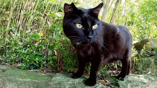 おはぎみたいな黒猫について行くと、きな粉餅みたいな猫がいた