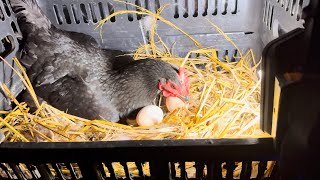 小鸭不认鸡妈妈，母鸡决定继续孵一窝听话的孩子