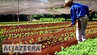 Cuba's organic farms could be the future of agriculture