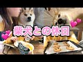柴犬と過ごす休日ルーティンでふ🩷