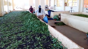 Tea leaf drying