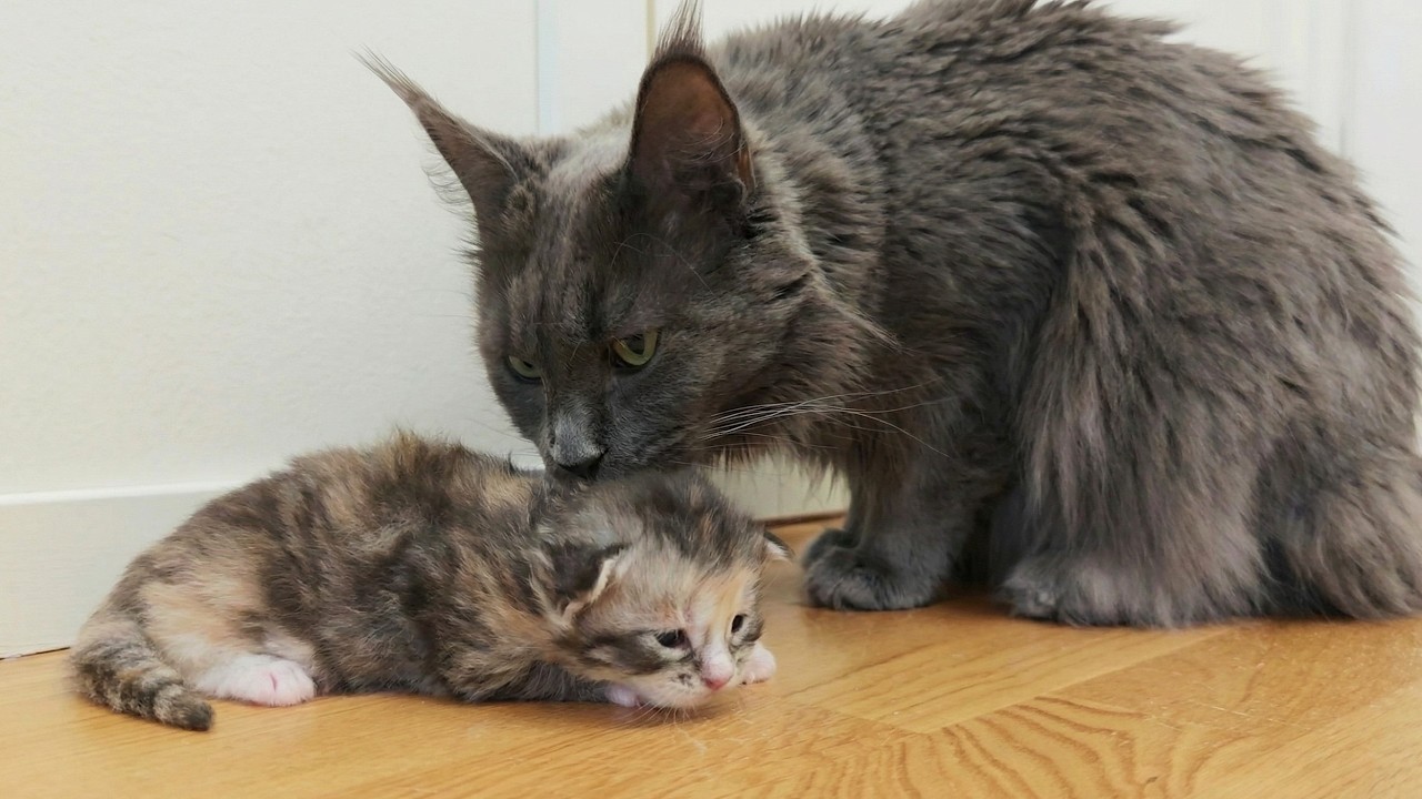 Kittens Meet Their Great Grandma For the First Time!