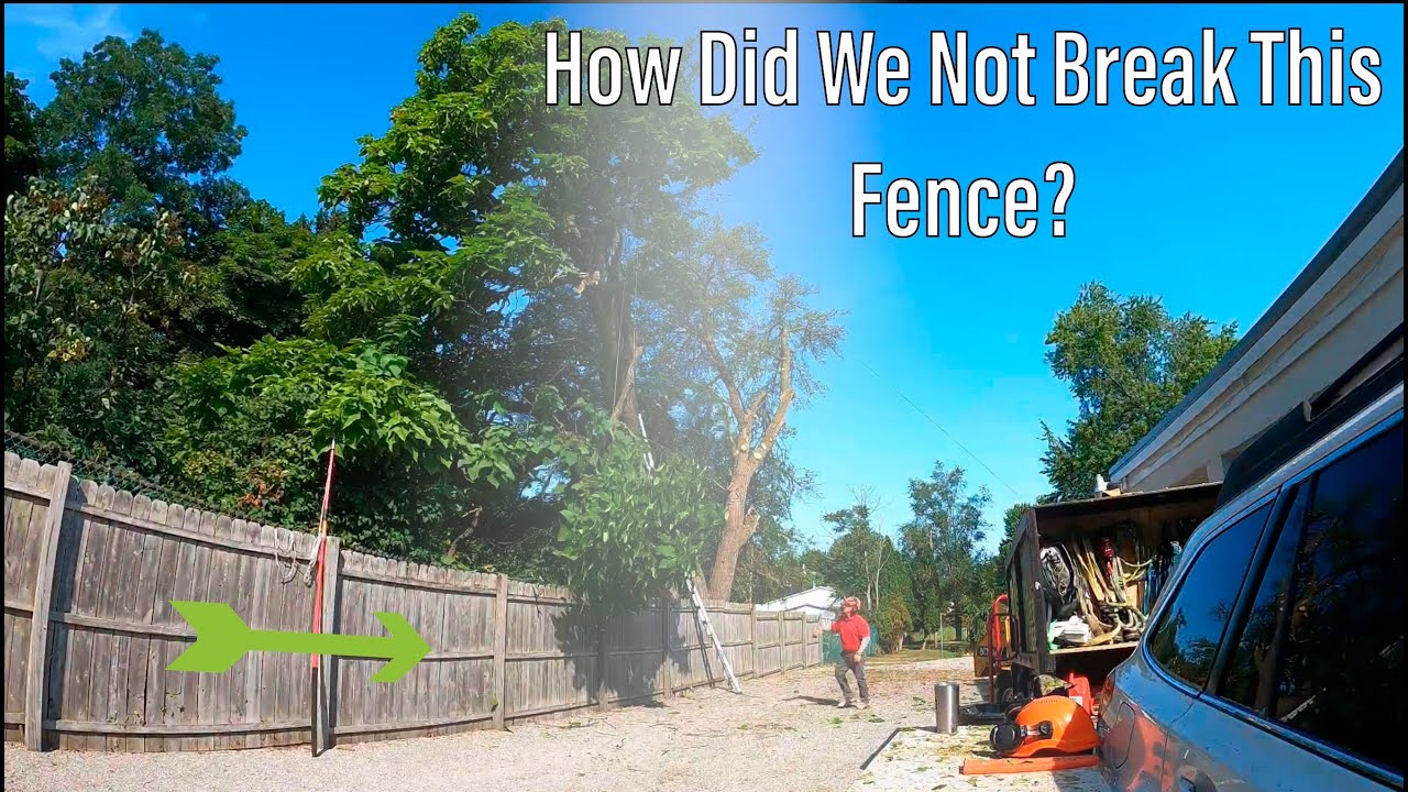 Trimming Trees On A Fence Line- Satisfying Clearing Of Overgrown Trees ...
