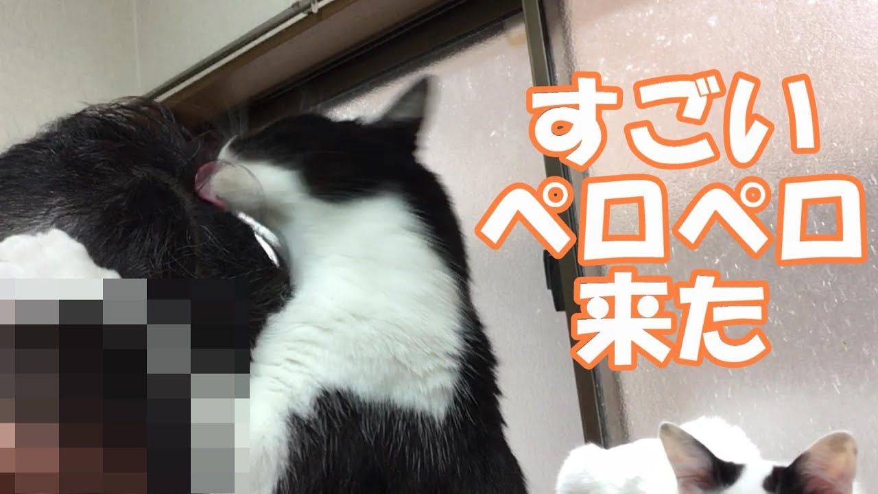 猫が飼い主の髪の毛をグルーミング 舐める してくれる様子が可愛い 奈々子家シリーズ Youtube