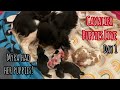 Cavalier puppy livestream meet myras puppies