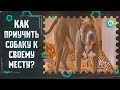 ТВ МИР-Как приучить собаку к своему месту в квартире