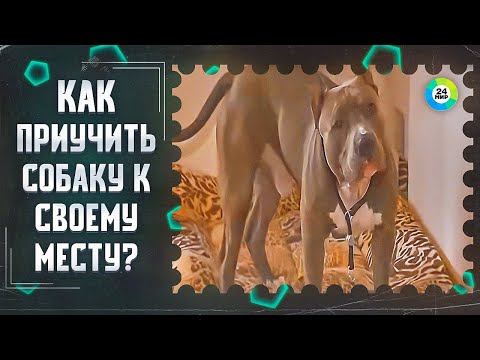 ТВ МИР-Как приучить собаку к своему месту в квартире