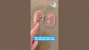 Bắt hải sản và nấu tại biển | Tập #18