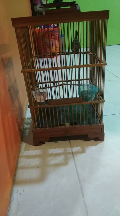 prenjak Tamu muda bunyi Starter. buat pancingan prenjak bahan