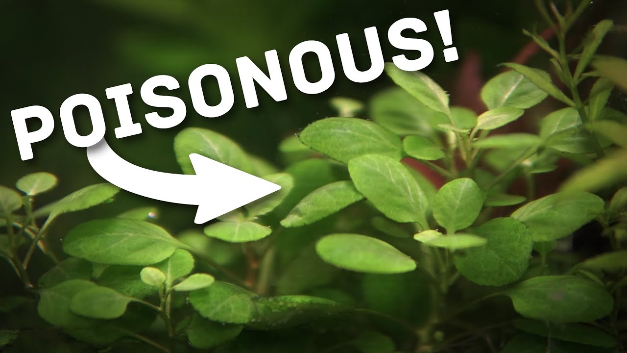 Скрытая опасность этого легко выращиваемого аквариумного растения