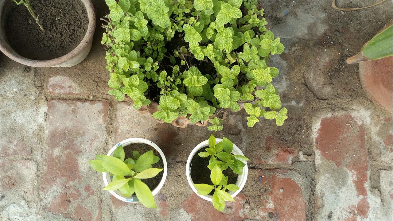 How To Grow Jamun/जामुन/Black Plum/ Indian Blackberry From Seeds YouTube