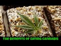 The Benefits of Eating Cannabis Infused Edibles