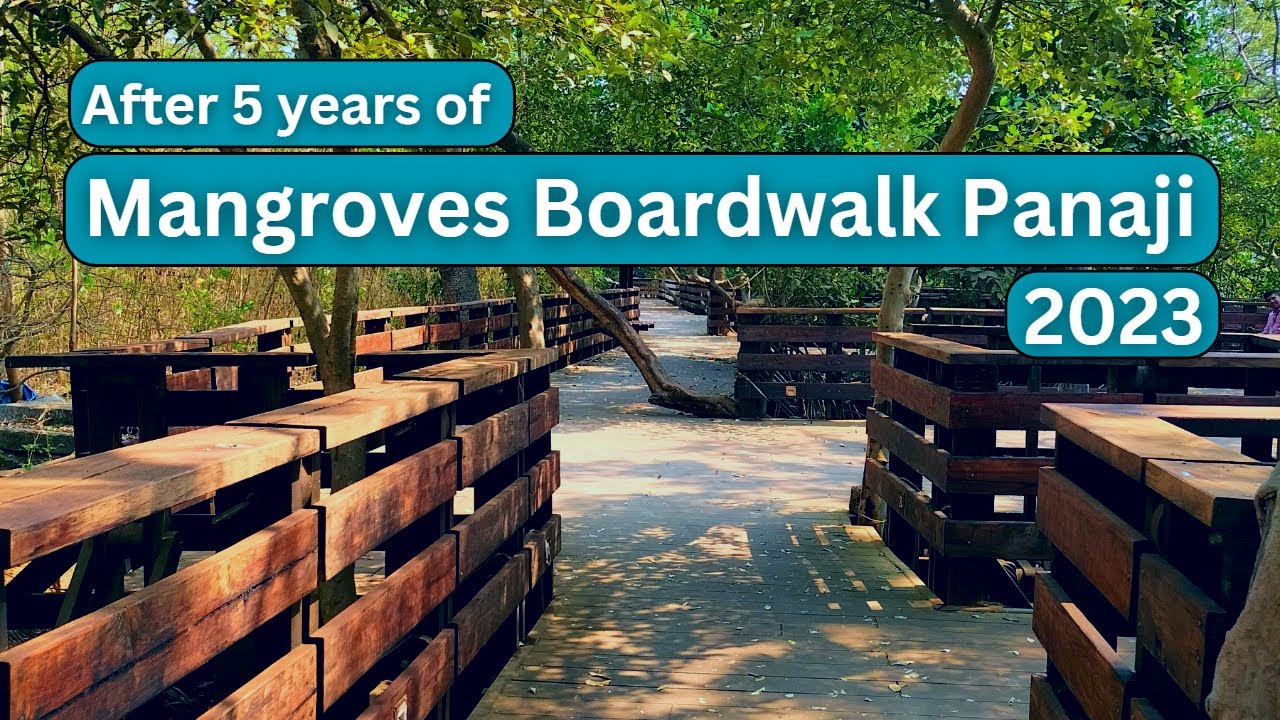Tourist Attractions :5 years of Biggest Mangroves boardwalk in India 