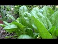How to Grow a lot of Food in a Small Garden - 9 EZ tips