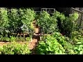 How to grow a lot of food in a small garden  9 ez tips