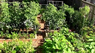 how to grow a lot of food in a small garden - 9 ez tips