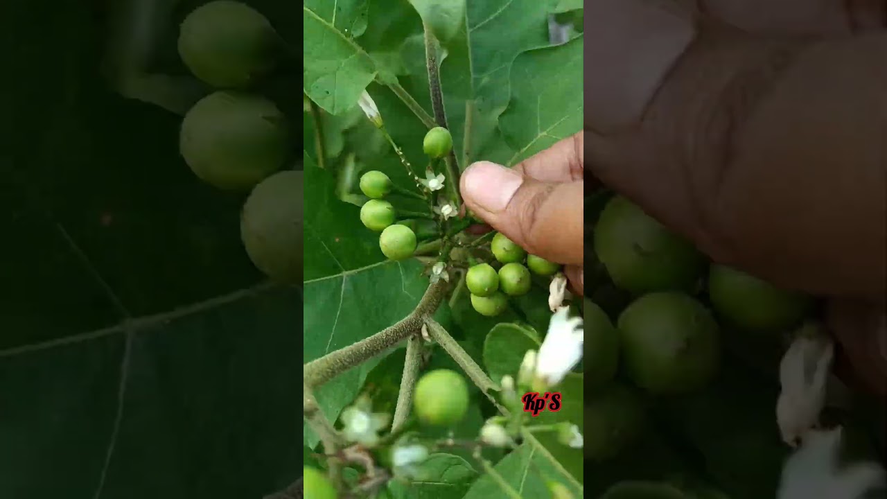 Harvest of Turkey berry 